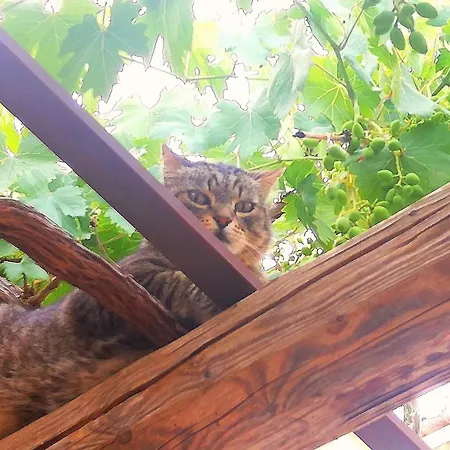 Bed & Breakfast Alchimia Tra Suoni E Colori